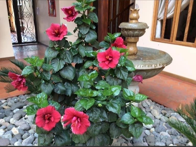 Casa Hibiscus Boutique Hotel Cuenca Bagian luar foto